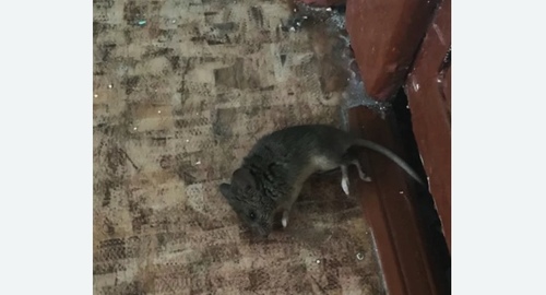 Дезинфекция от мышей в Челябинске